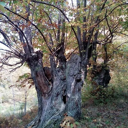Casa Nel Bosco, Appennino Tosco Emiliano *