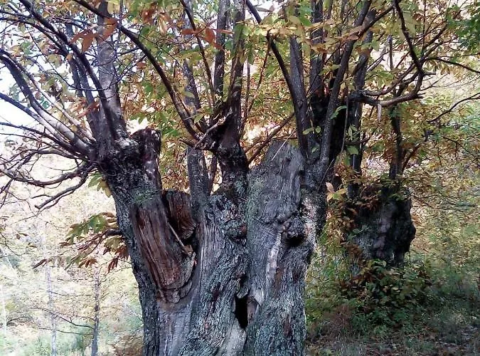 Casa Nel Bosco, Appennino Tosco Emiliano *